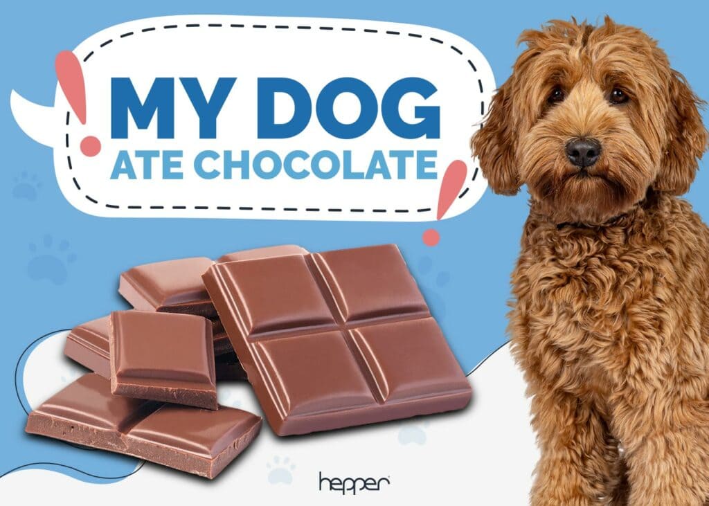 My Dog Ate Chocolate