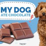 My Dog Ate Chocolate