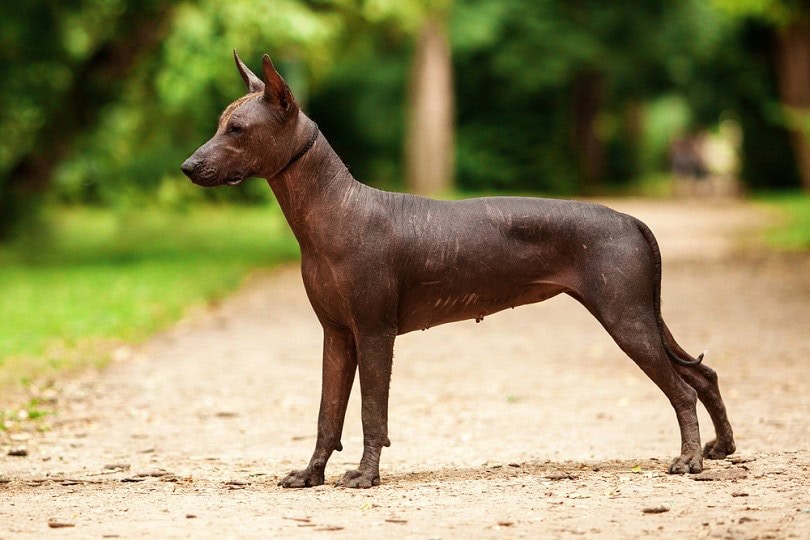 Horizontal portrait of one dog of Xoloitzcuintli breed_TatyanaPanova_shutterstock
