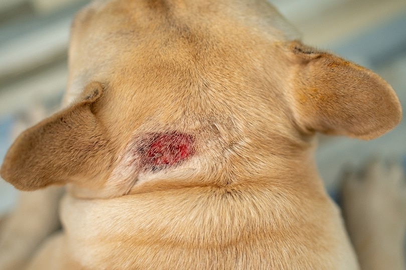 Hot spot on dog's neck_Tienuskin_shutterstock