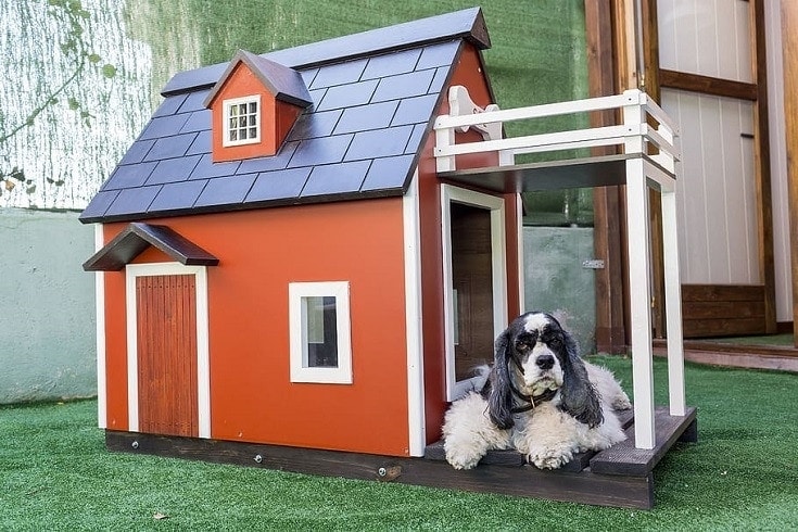 House - Dog