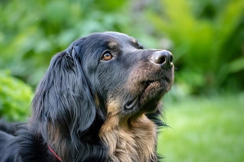 Hovawart closeup