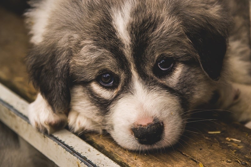 Hug husky pug mixed breed puppy