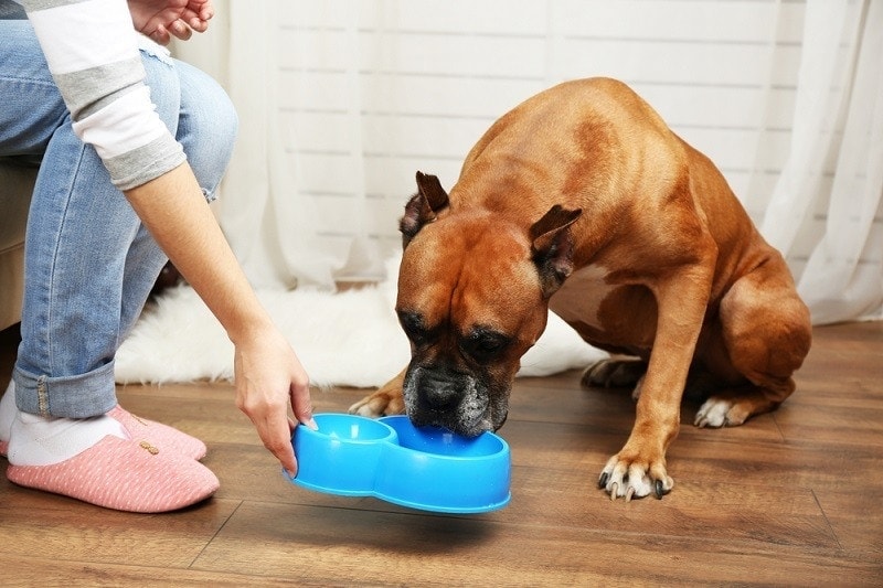 Hungry dog on home interior background_africa studio_shutterstock