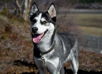 Husky Collar