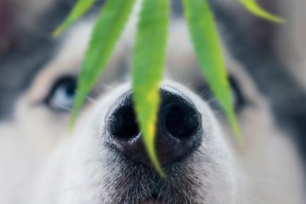 Can Dogs Get High? Vet-Verified Facts & Risks Hepper Pet Resources