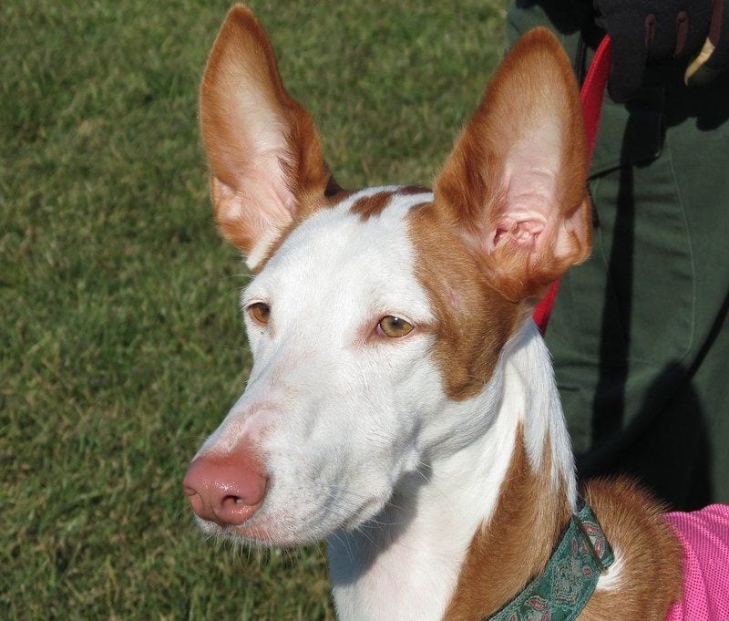 Ibizan Hound face