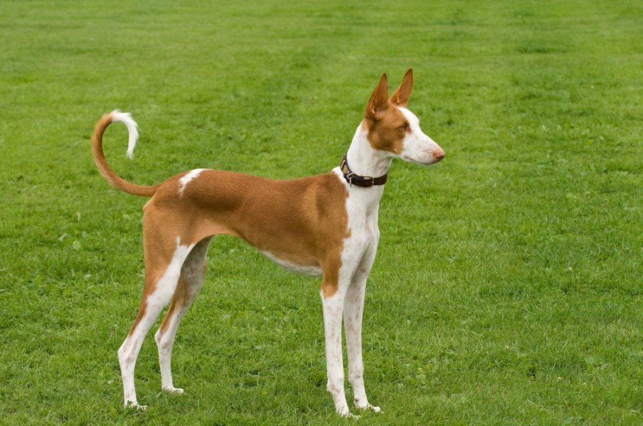 Ibizan Hound standing posed to perfection_sally wallis_shutterstock