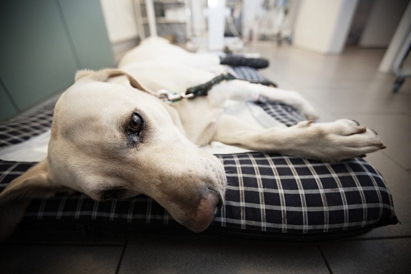 Ill labrador retriever in veterinary clinic_jaromir chalabala_shutterstock