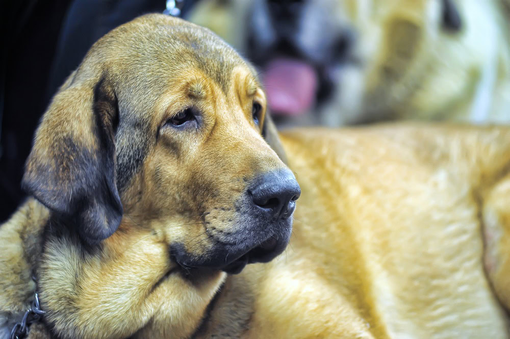 Irish Mastiff mixed breed dog