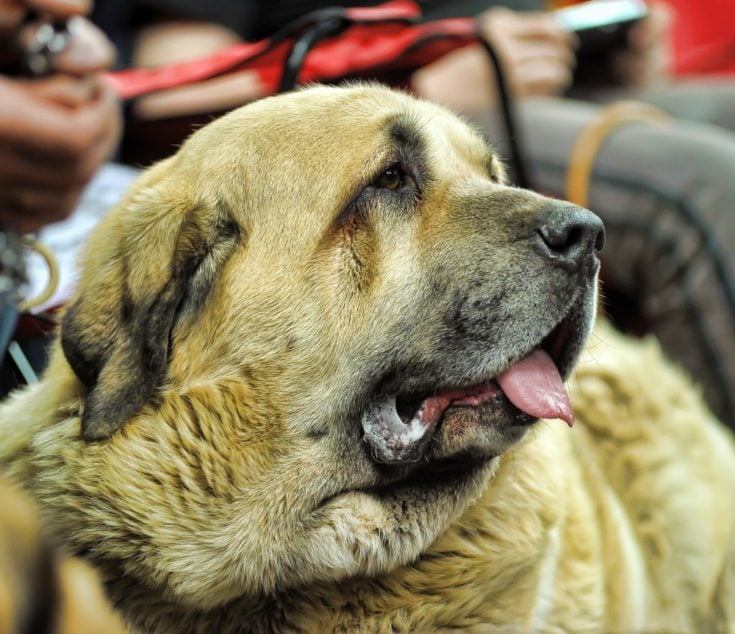 Irish Mastiff tongue out
