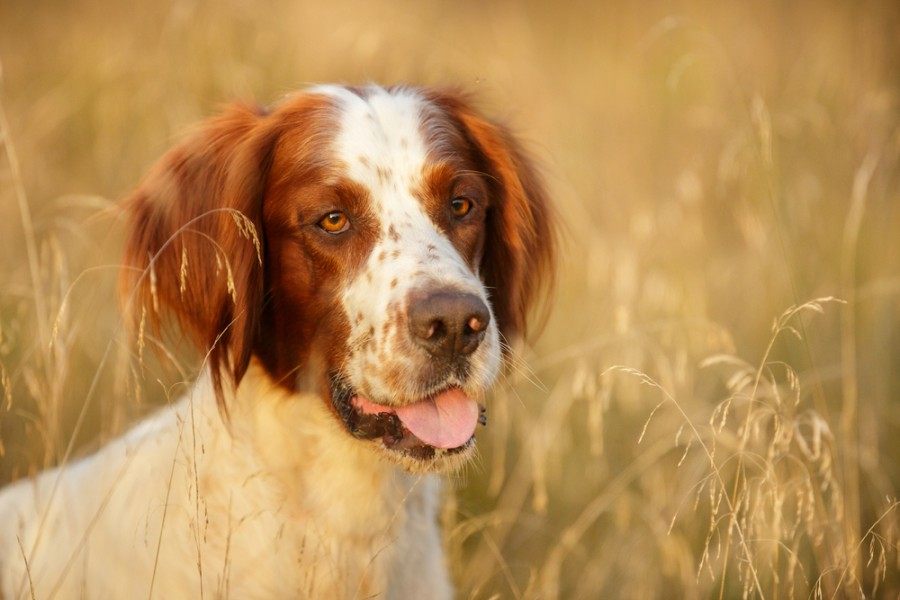 Irish Red And White Setter portrait in field Outdoor_Natalia Fedosova_shutterstock