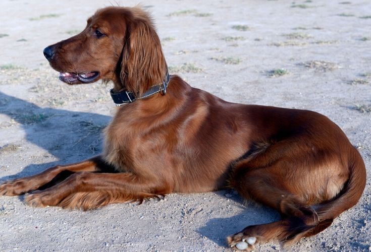 Irish Setter