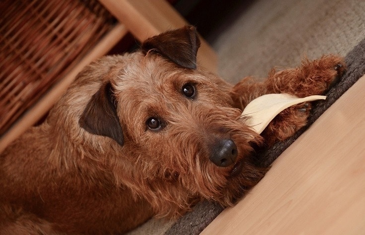Irish Terrier eating