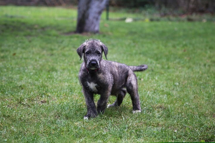 Irish Wolfhound Puppy