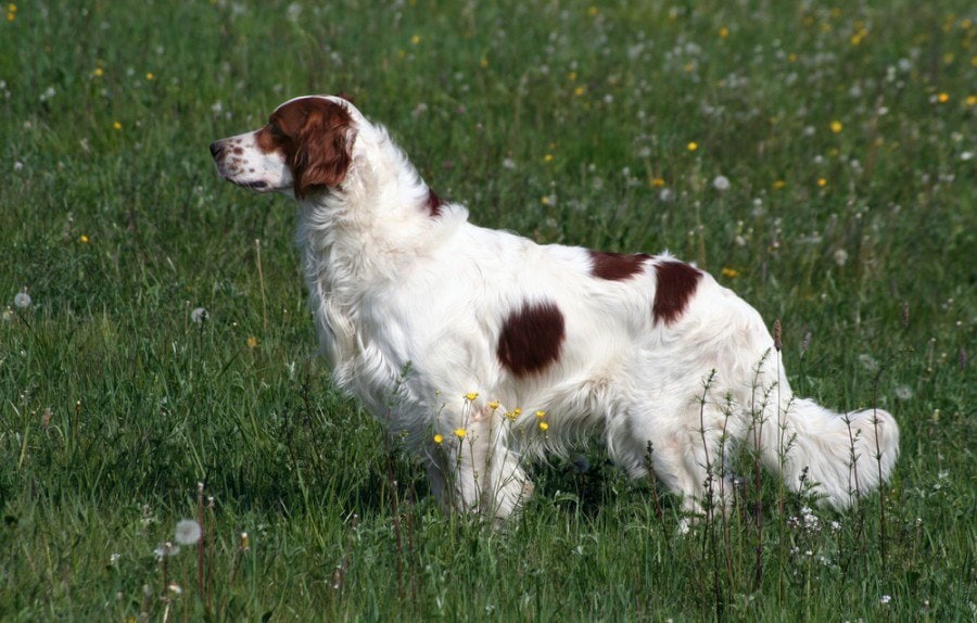 Irish red and white setter dog standing in the field_L Nagy_shutterstock
