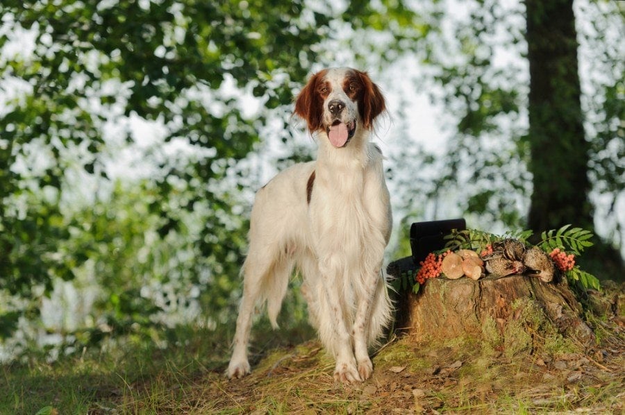 Irish red and white setter near to trophies_Glenkar_shutterstock