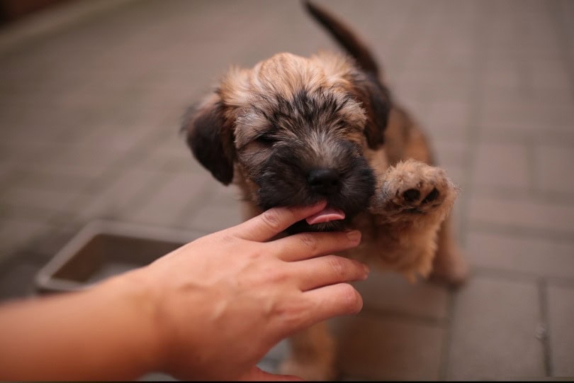 irish soft coated wheaten terrier puppy