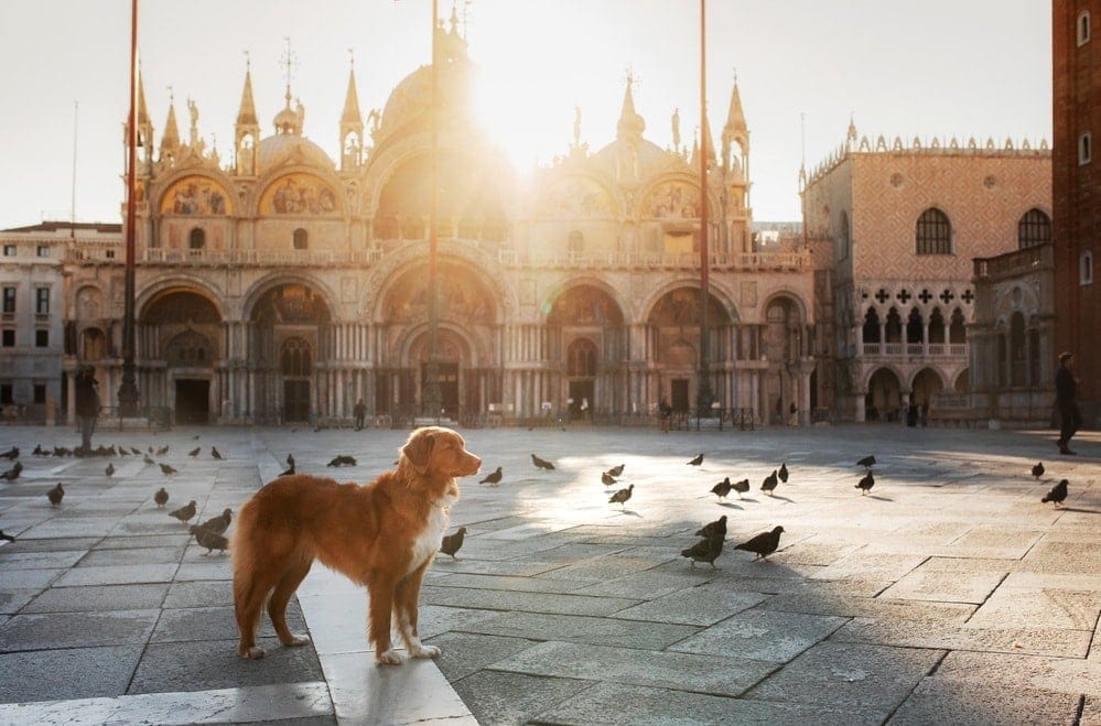 Italian dog names Venice