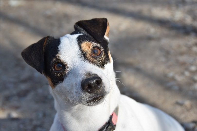 Jack Russell Terrier looking up