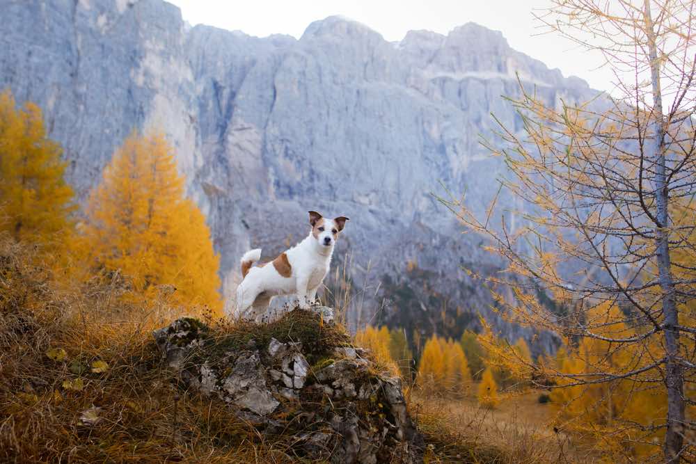 Jack Russell Terrier