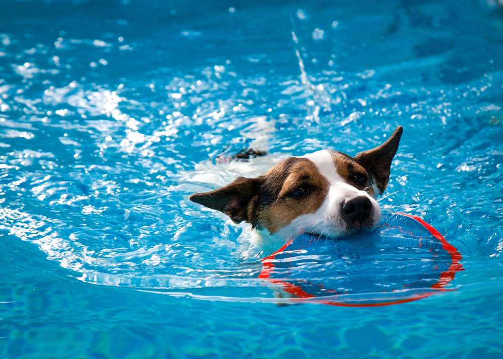 Jack Russell playing in water with water toy