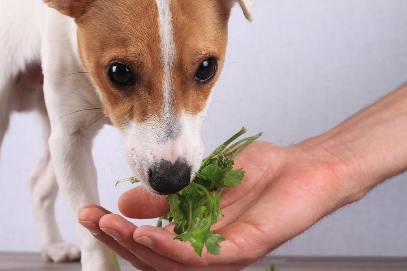 Jack Russell terrier eating parsley and salad