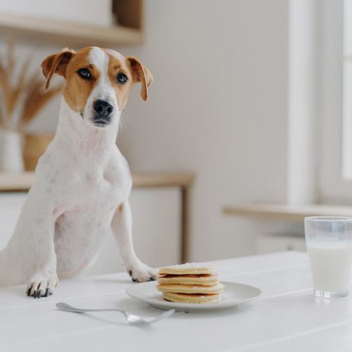 Jack russell terrier with pancakes