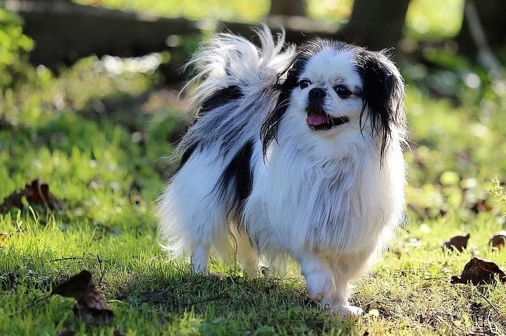 Japanese Chin