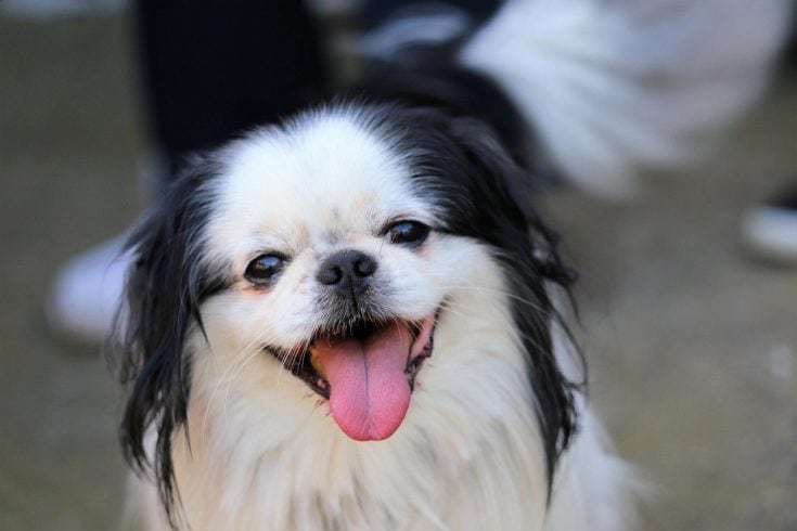 Japanese Chin Dog