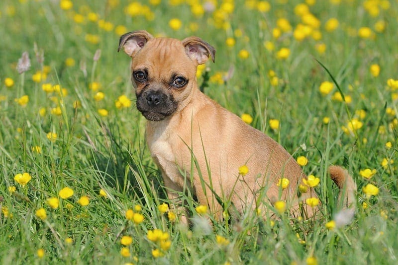 Jug mixed breed dog