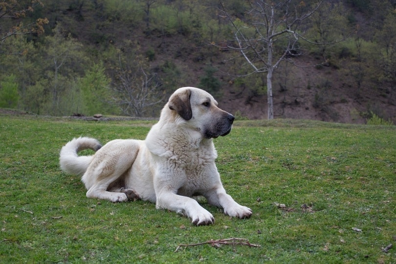 Kangal shepherd dog sitting on grass grassland_FOTMA_shutterstock