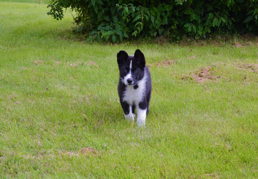 Karelian Bear Dog puppy
