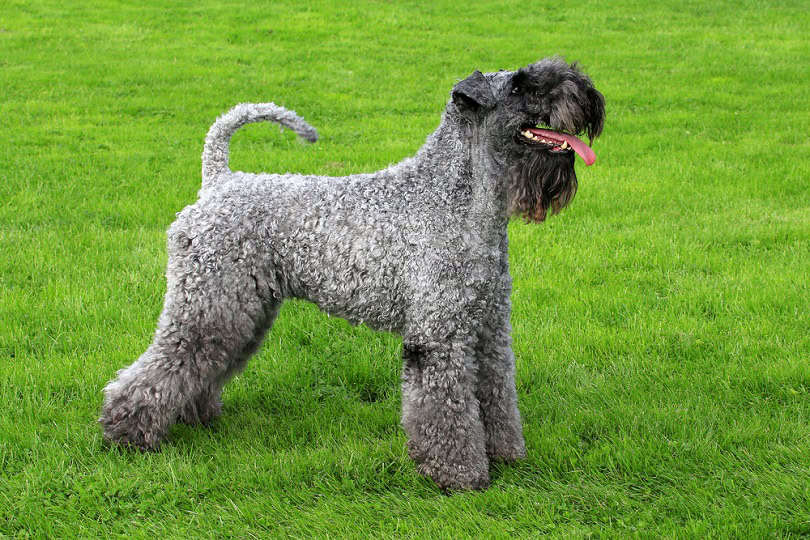 Kerry Blue Terrier in a spring garden