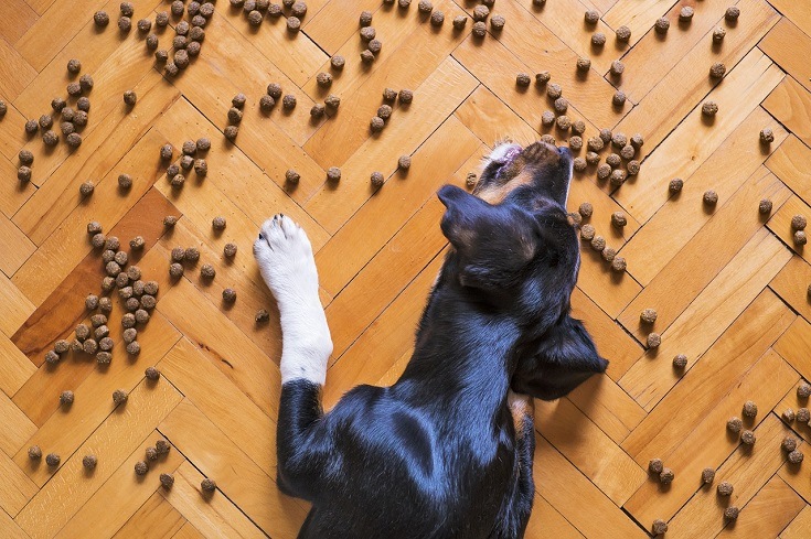 Kibbles on the floor