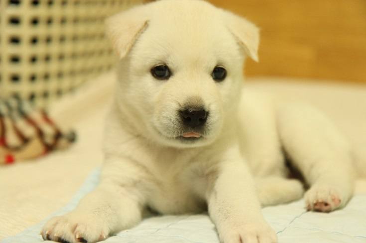 Korean Jindo puppy 