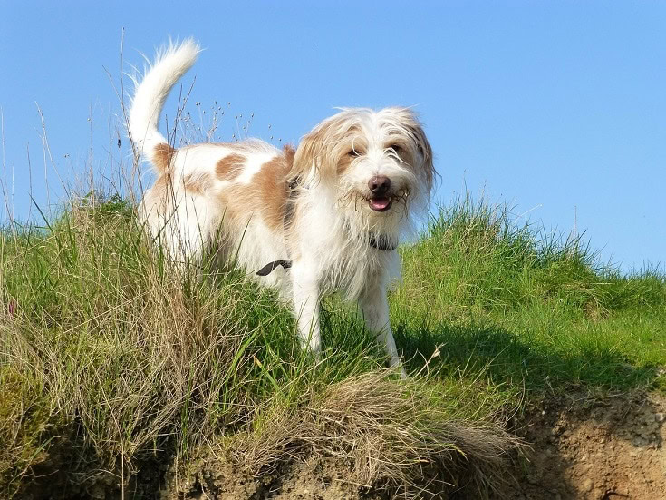 Kromfohrlander dog breed