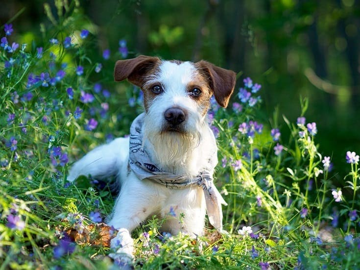 Kromfohrlander dog
