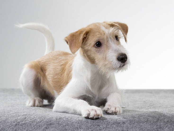 Kromfohrlander puppy