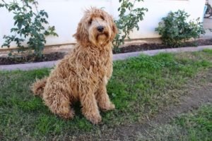 How Long Do Labradoodles Live? Average Lifespan, Data & Care Hepper