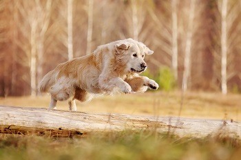 Labrador Active
