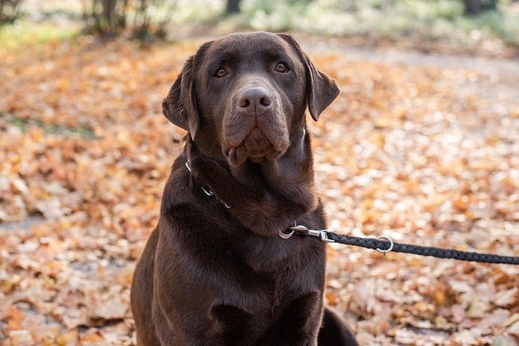 Labrador Retriever