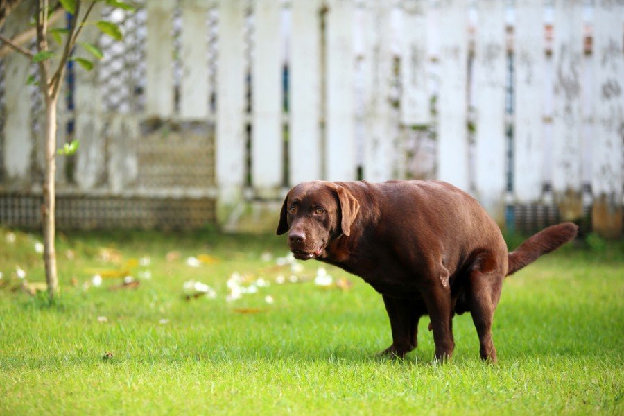 Labrador Retriever poop_wasitt hemwarapornchai_shutterstock