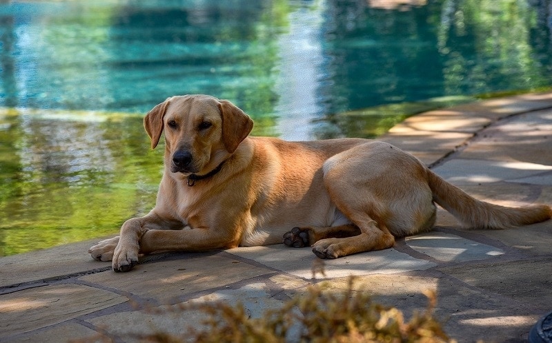 Labrador retriever beside pool
