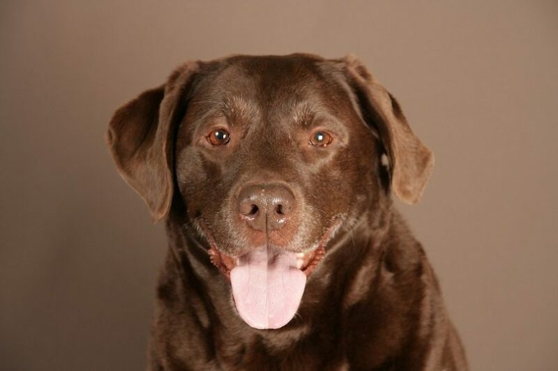 Labrador