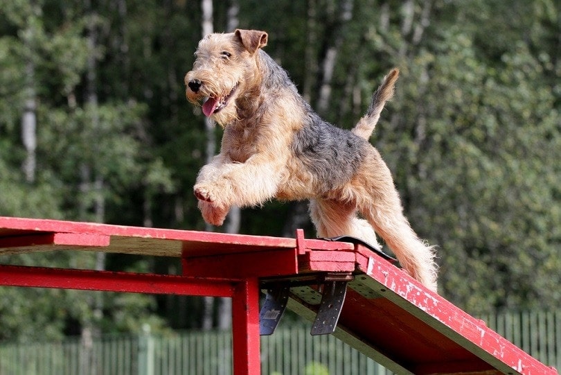 Lakeland Terrier at competitions of Dog agility_Zelenskaya_shutterstock