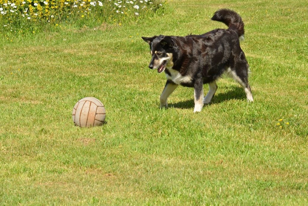 Lapponian Herder playing a ball