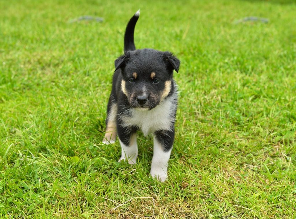 Lapponian Herder puppy