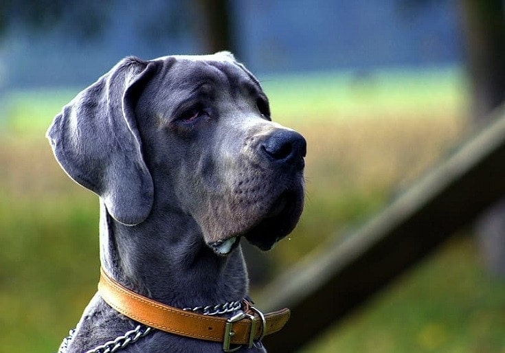 Leather Collar