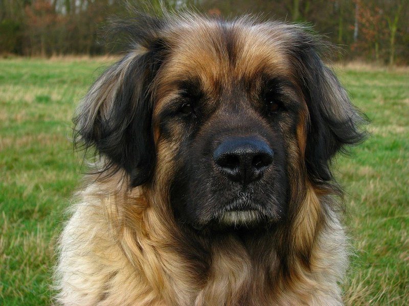 Leonberger close up
